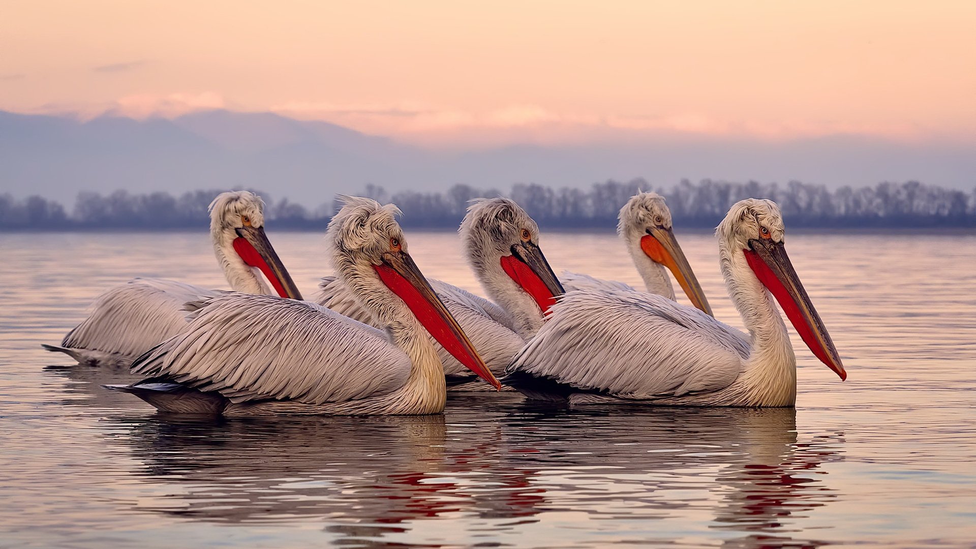 鹈鹕单节风暴撕裂开拓者,詹姆斯奥运前奏上演关键接管